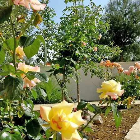 Maslina-1 By Interhome Srima